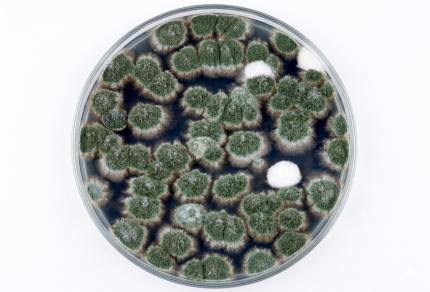 SABOURAUD DEXTROSE AGAR