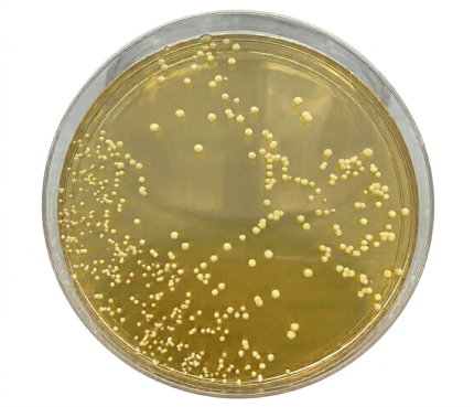 MANNITOL SALT AGAR