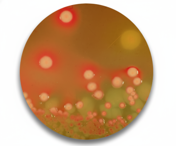MAC CONKEY AGAR - Cornell Lab